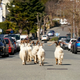 Image for article titled At Least These Goats Get to Run Free in the Streets